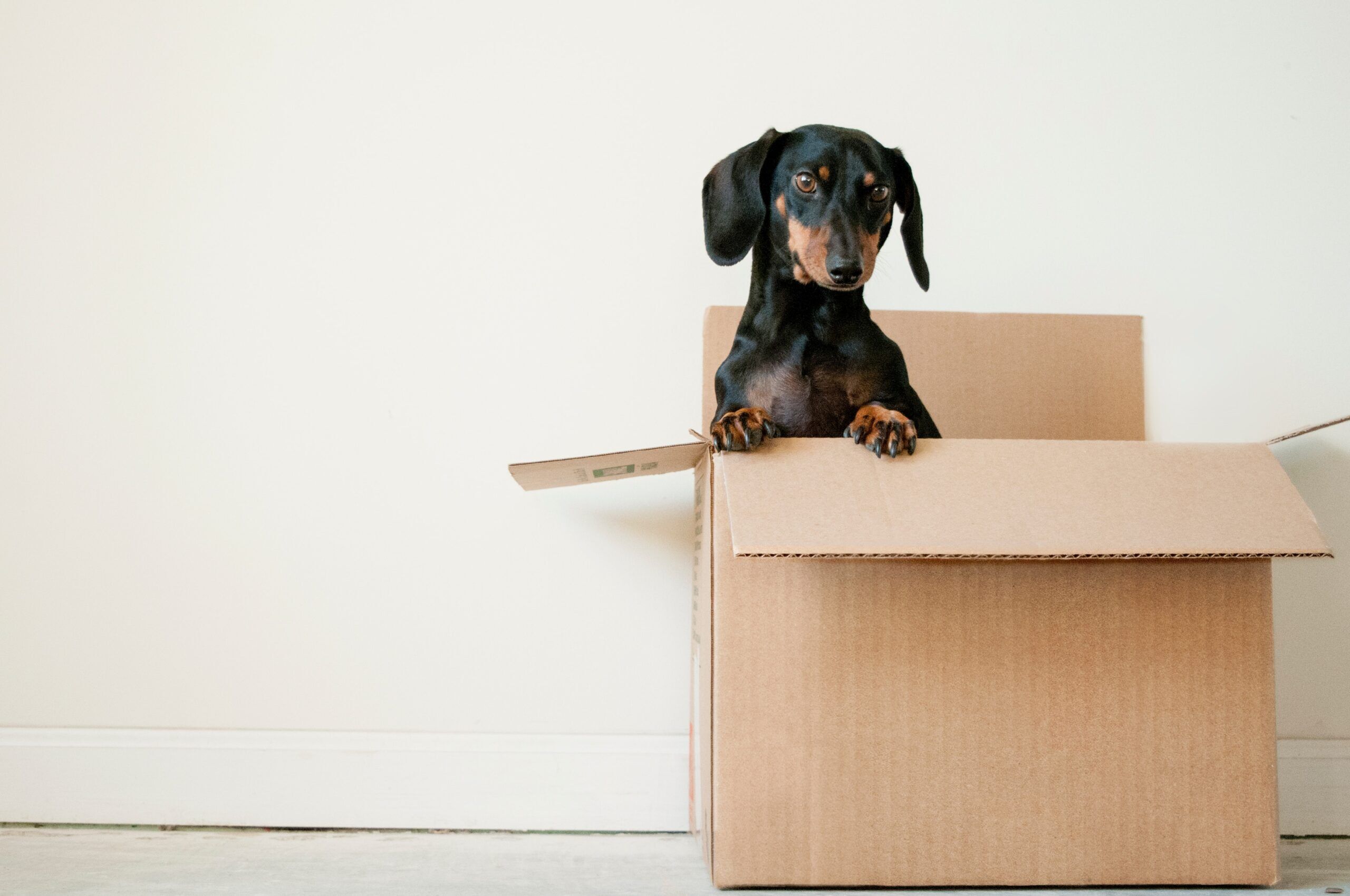 Robust Move’s local team makes all the difference